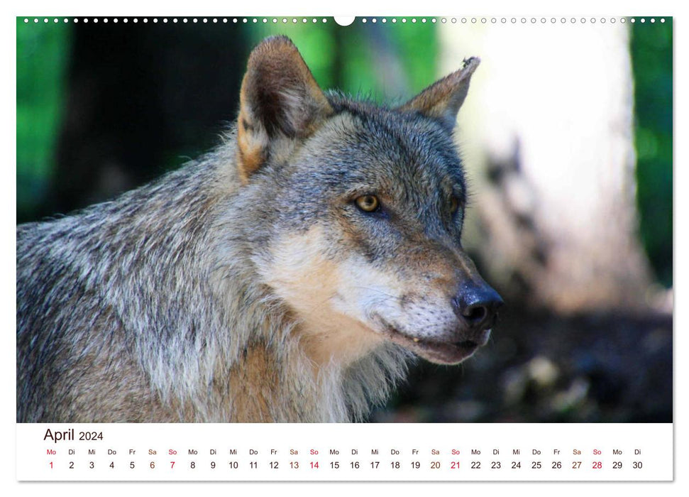 Wölfe 2024. Tierische Impressionen (CALVENDO Premium Wandkalender 2024)