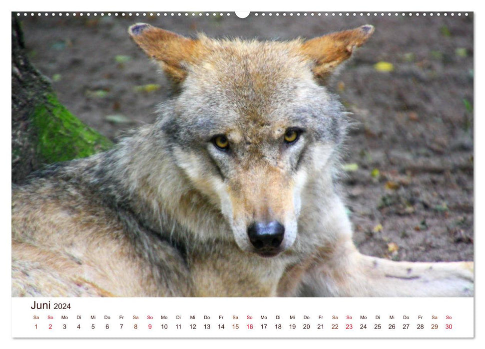 Wölfe 2024. Tierische Impressionen (CALVENDO Premium Wandkalender 2024)