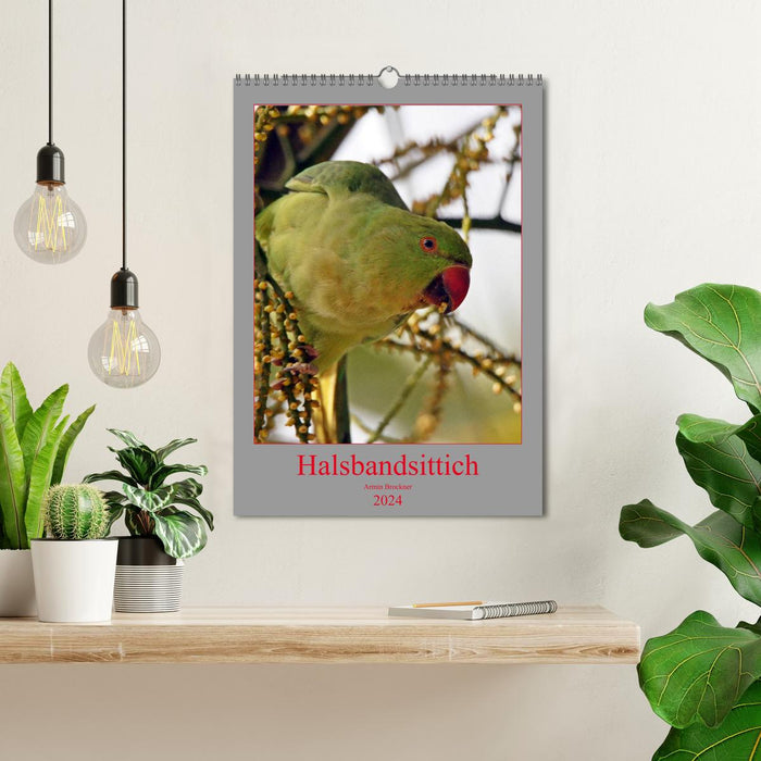 Halsbandsittich (CALVENDO Wandkalender 2024)