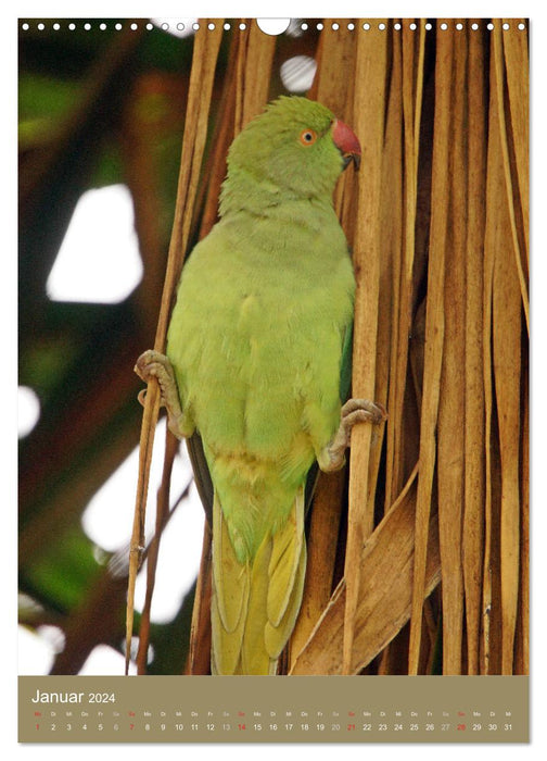 Ring-necked parakeet (CALVENDO wall calendar 2024) 