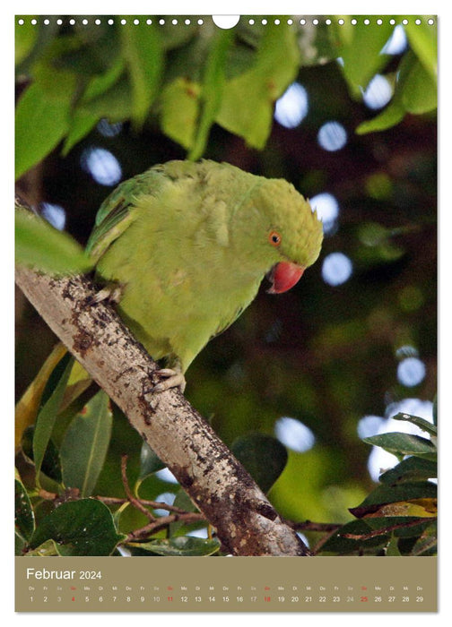 Ring-necked parakeet (CALVENDO wall calendar 2024) 