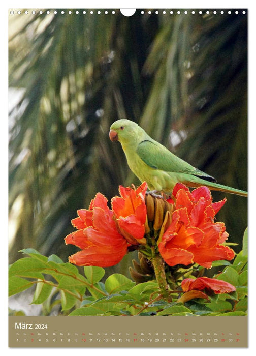 Ring-necked parakeet (CALVENDO wall calendar 2024) 