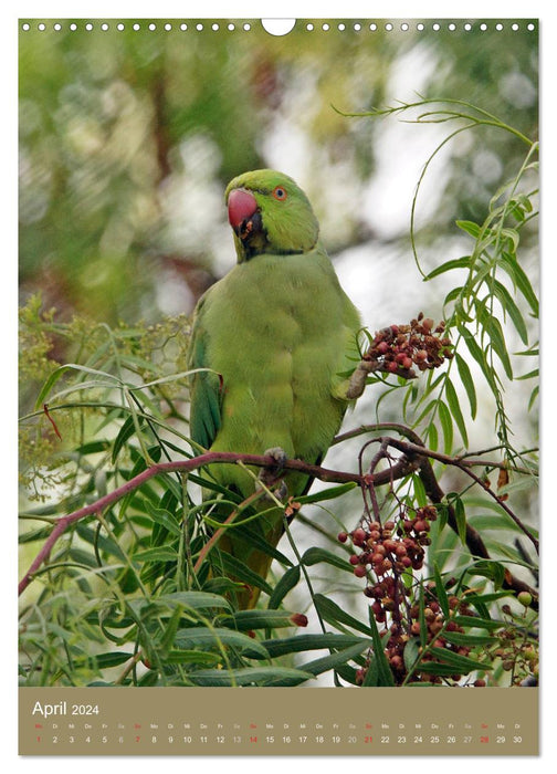 Ring-necked parakeet (CALVENDO wall calendar 2024) 