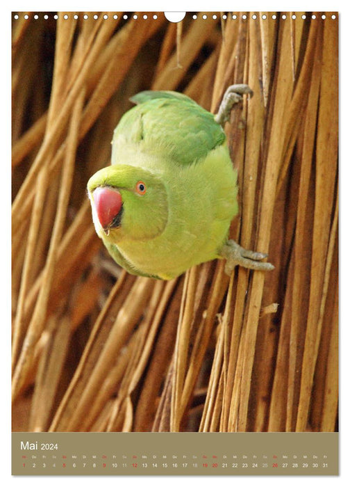 Ring-necked parakeet (CALVENDO wall calendar 2024) 