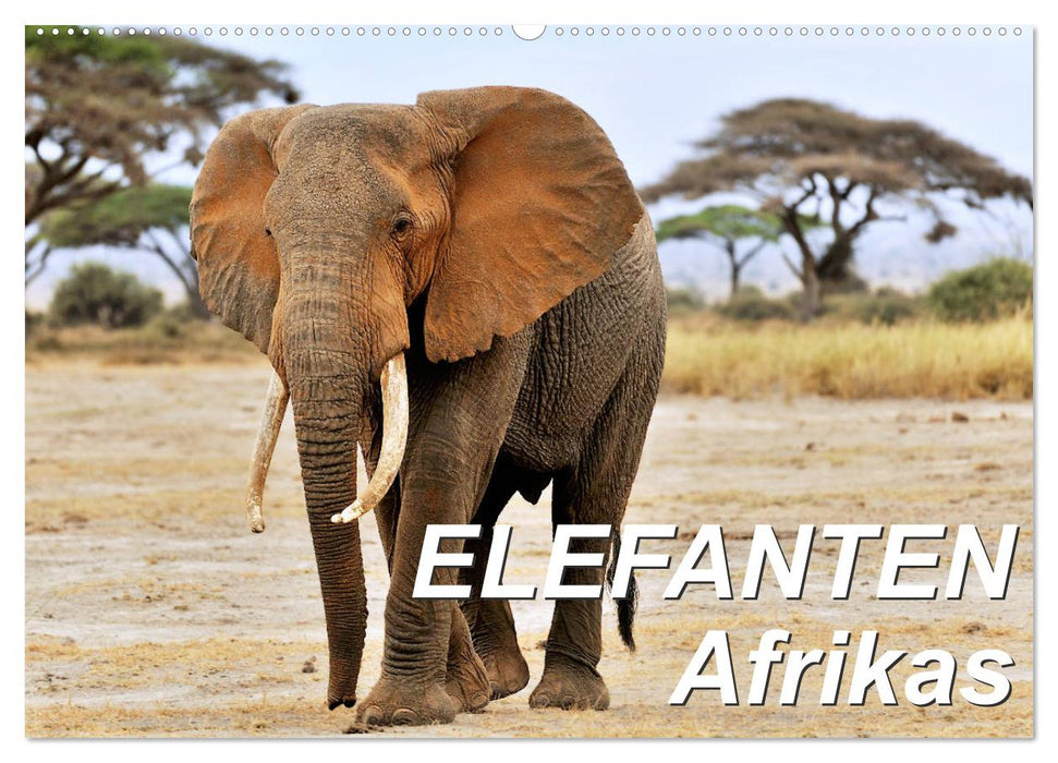 Éléphants d'Afrique (Calendrier mural CALVENDO 2024) 