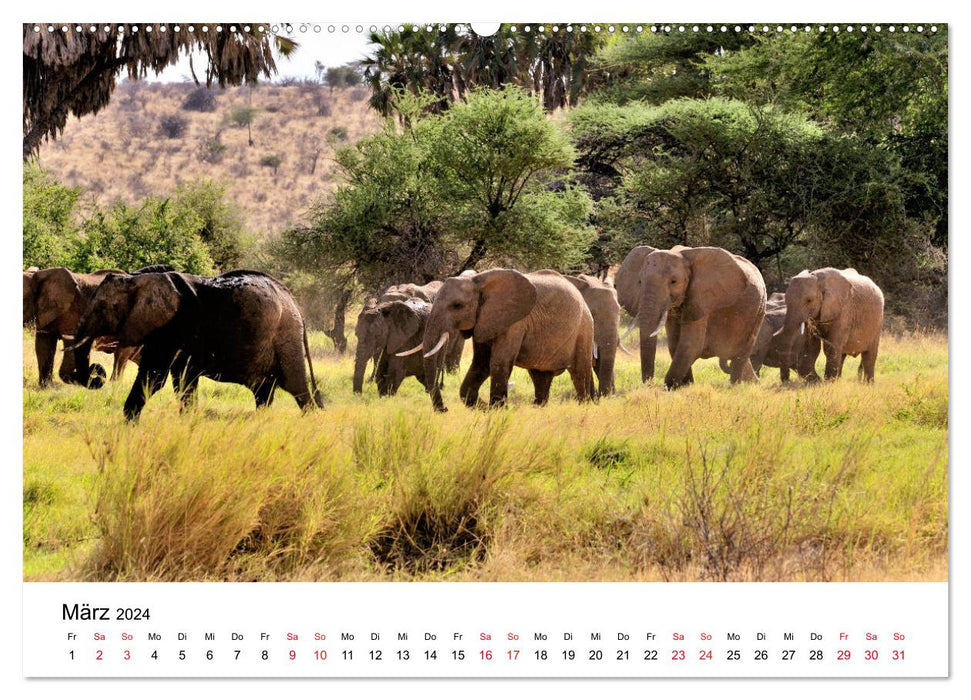 Éléphants d'Afrique (Calendrier mural CALVENDO 2024) 