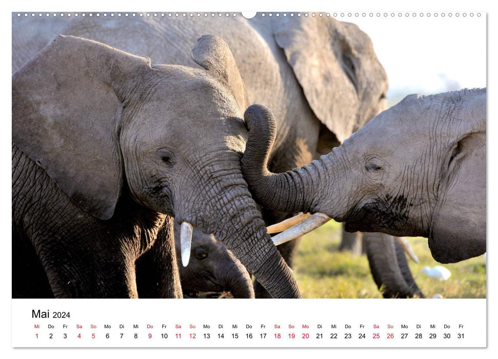 Éléphants d'Afrique (Calendrier mural CALVENDO 2024) 