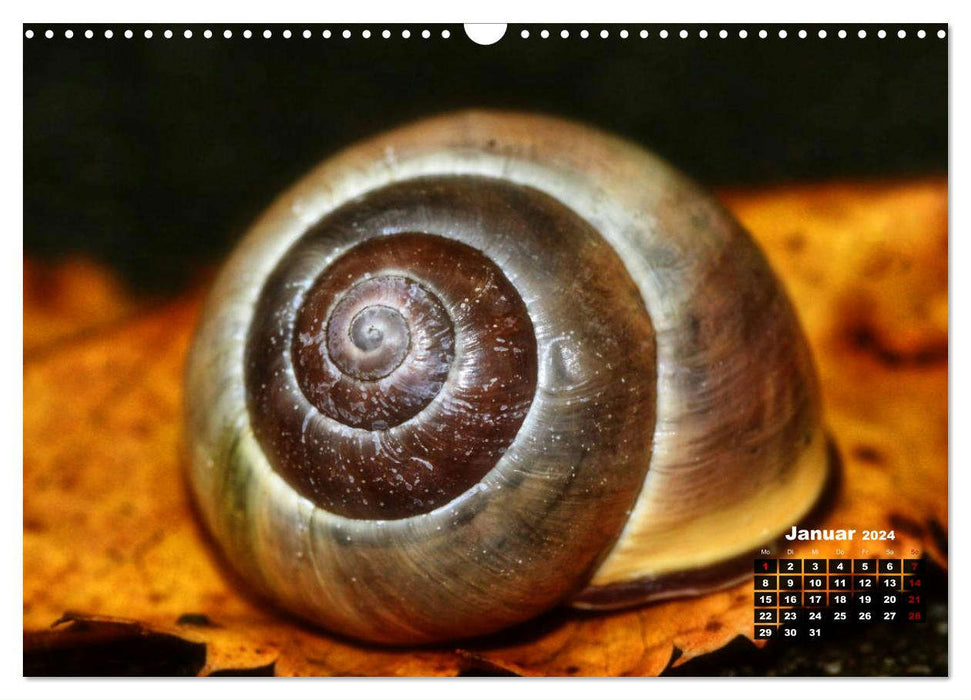 Escargots, insectes, araignées et autres... Qu'est-ce qui rampe et rampe là-bas ? (Calendrier mural CALVENDO 2024) 