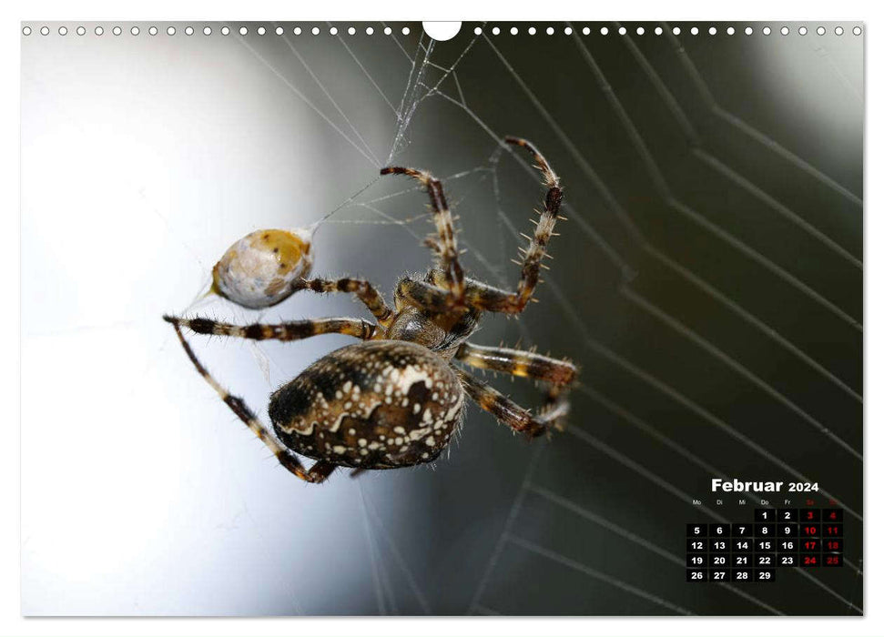 Schnecken, Wanzen, Spinnen und Co...Was krabbelt und kriecht denn da? (CALVENDO Wandkalender 2024)