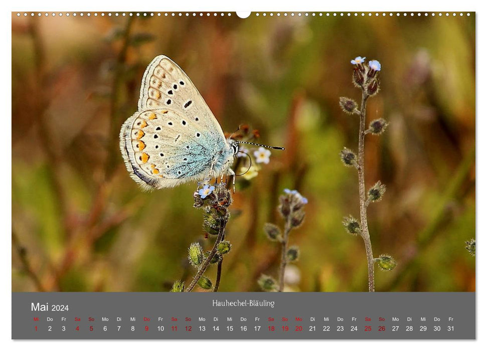 Wahner Heide - Aussichten und Begegnungen (CALVENDO Wandkalender 2024)