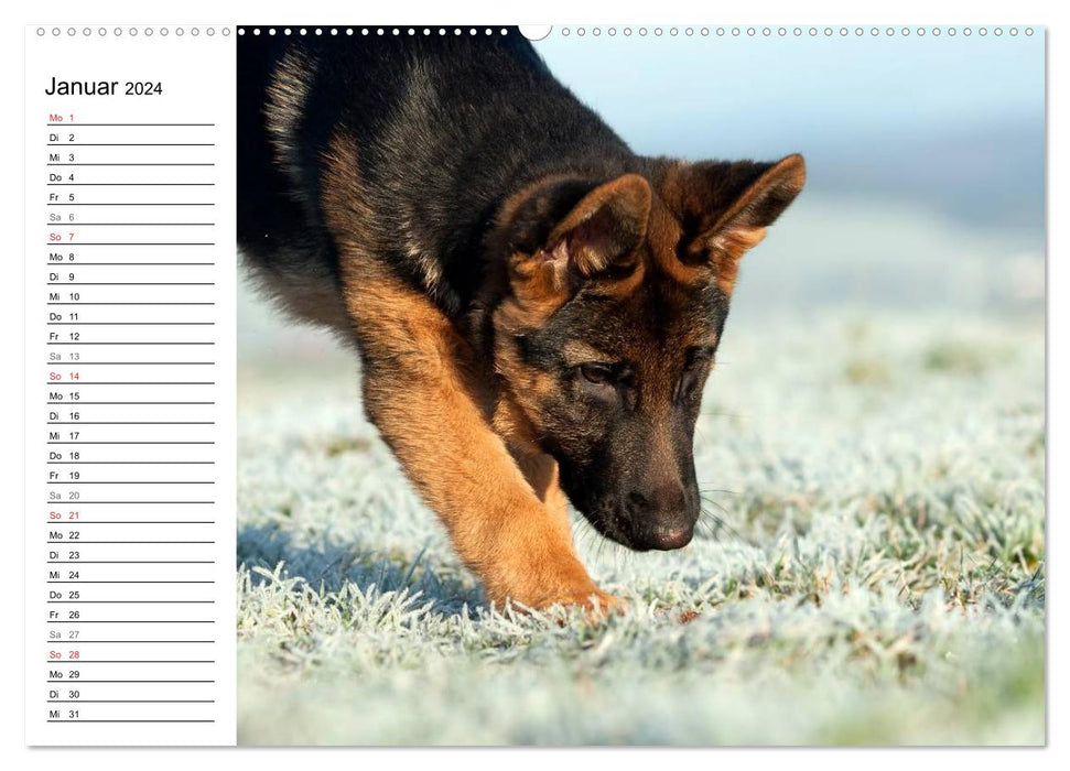 Young German Shepherd Dogs (CALVENDO Premium Wall Calendar 2024) 