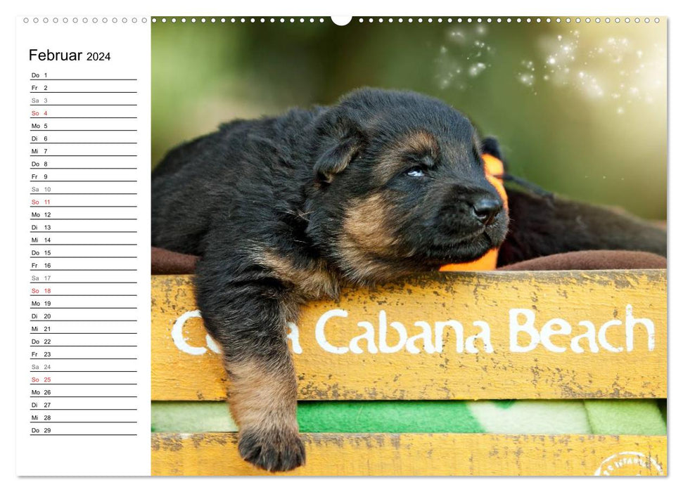 Young German Shepherd Dogs (CALVENDO Premium Wall Calendar 2024) 