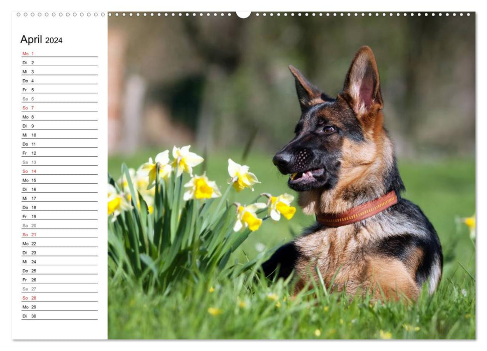 Junge Deutsche Schäferhunde (CALVENDO Premium Wandkalender 2024)