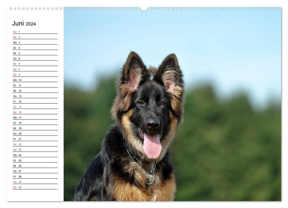 Young German Shepherd Dogs (CALVENDO Premium Wall Calendar 2024) 