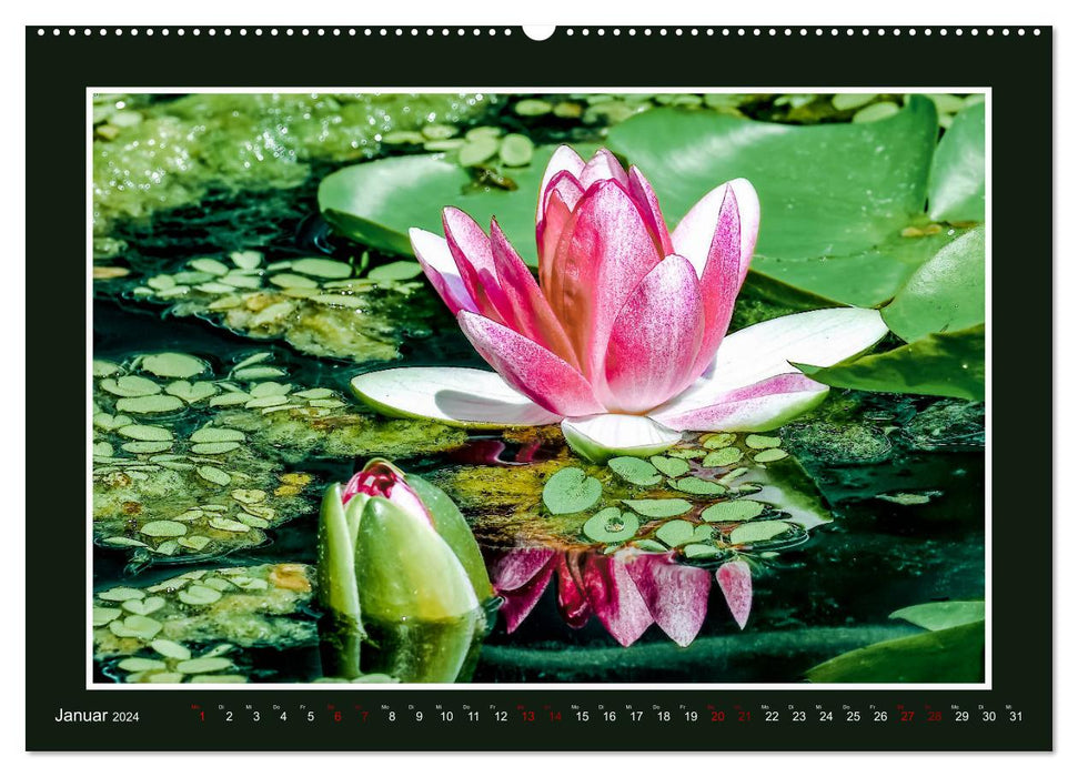 Water lilies - Queen of garden ponds (CALVENDO Premium Wall Calendar 2024) 