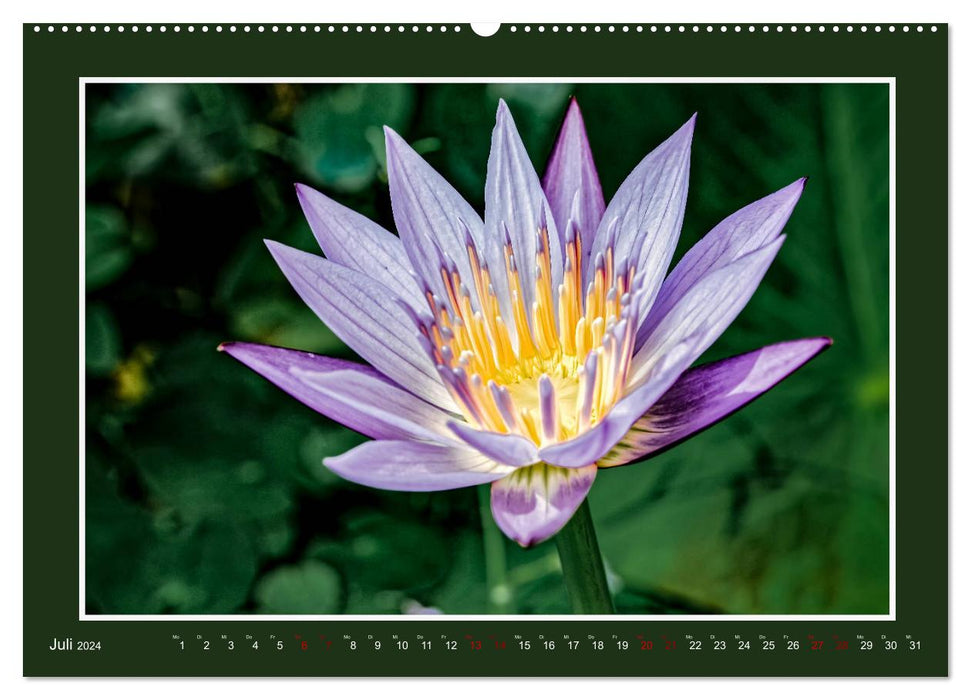 Water lilies - Queen of garden ponds (CALVENDO Premium Wall Calendar 2024) 