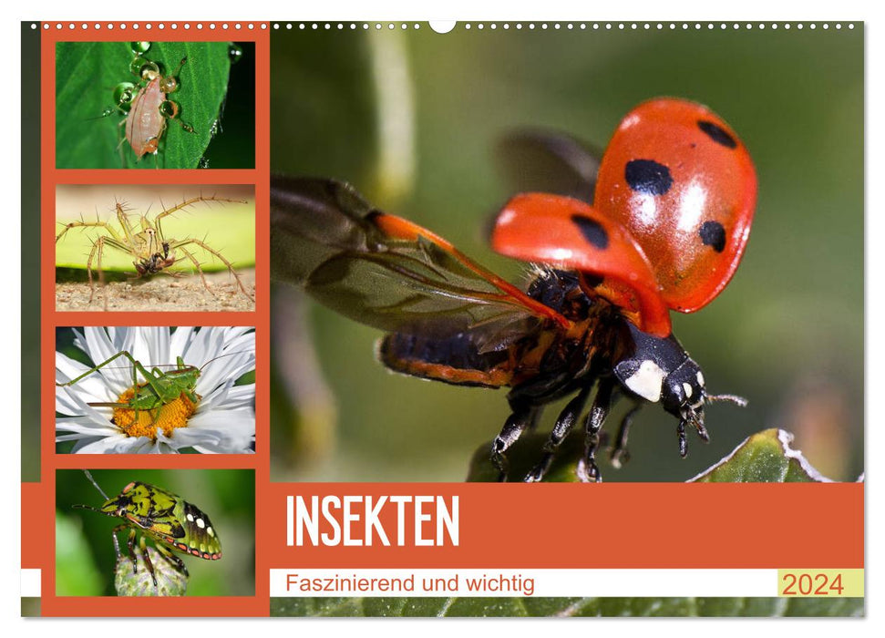 Insectes. Fascinant et important (calendrier mural CALVENDO 2024) 