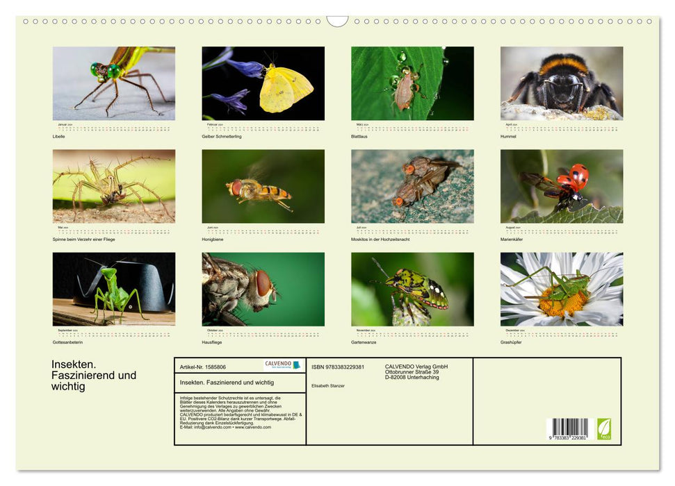 Insects. Fascinating and important (CALVENDO wall calendar 2024) 