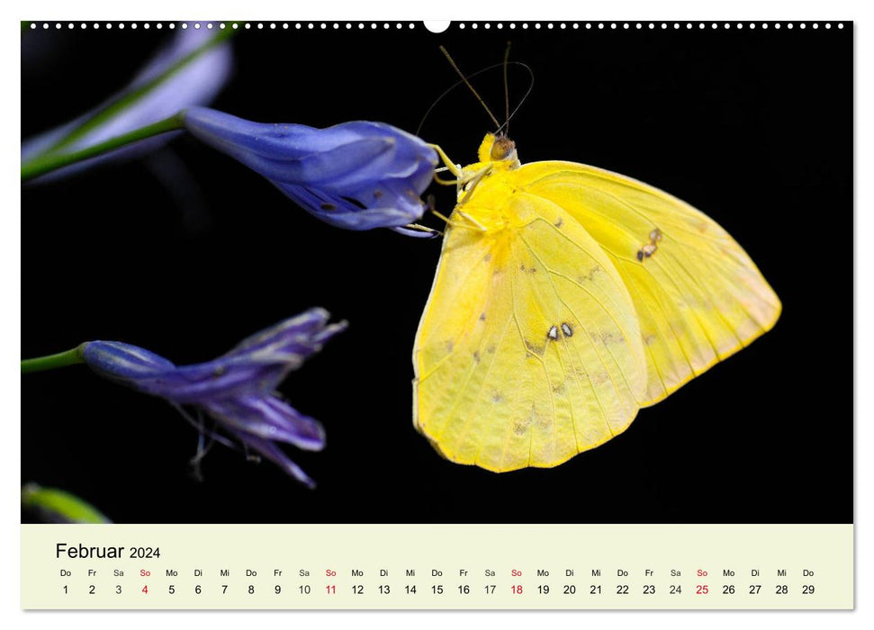 Insectes. Fascinant et important (calendrier mural CALVENDO 2024) 