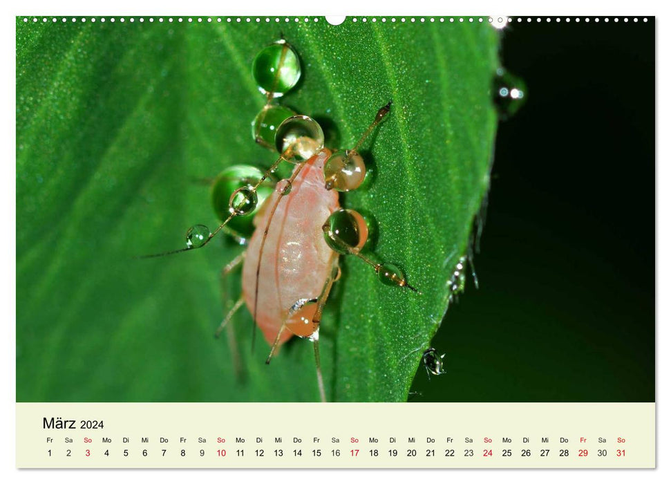 Insectes. Fascinant et important (calendrier mural CALVENDO 2024) 