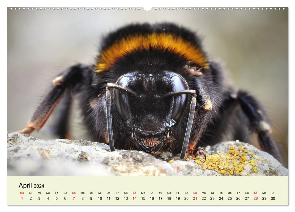 Insectes. Fascinant et important (calendrier mural CALVENDO 2024) 