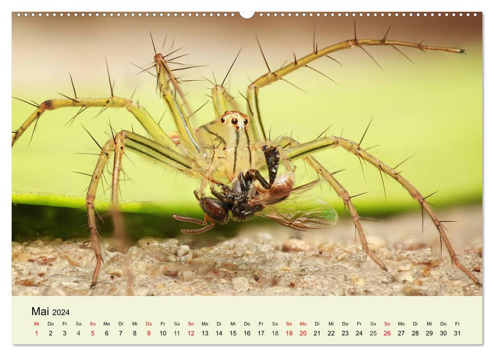 Insectes. Fascinant et important (calendrier mural CALVENDO 2024) 