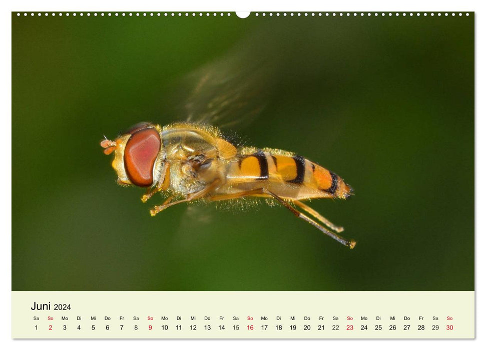 Insectes. Fascinant et important (calendrier mural CALVENDO 2024) 