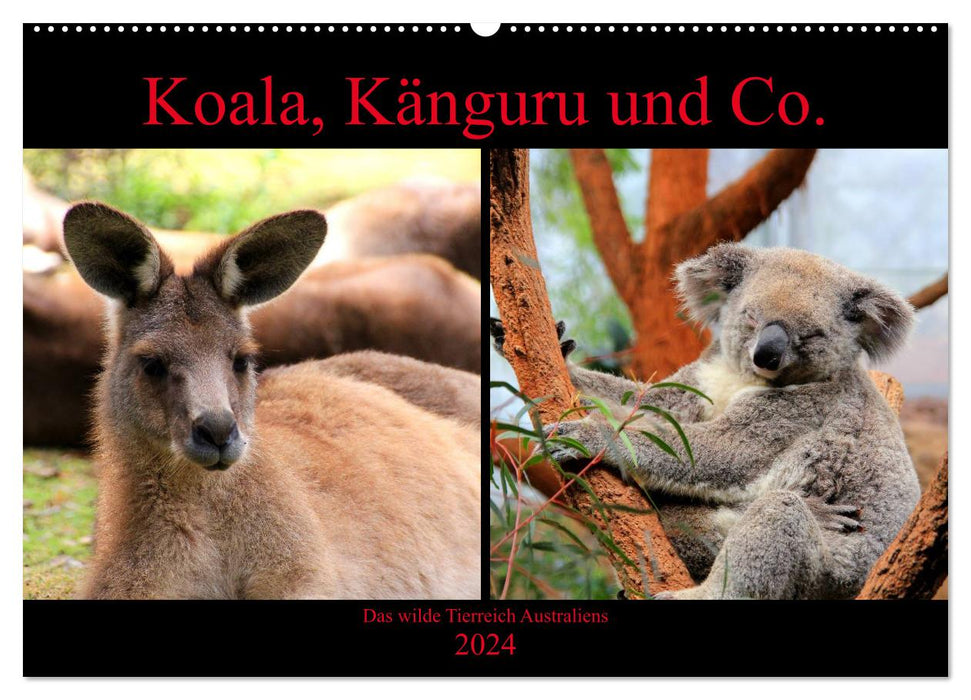 Koala, kangaroo and co. - The wild animal kingdom of Australia (CALVENDO wall calendar 2024) 