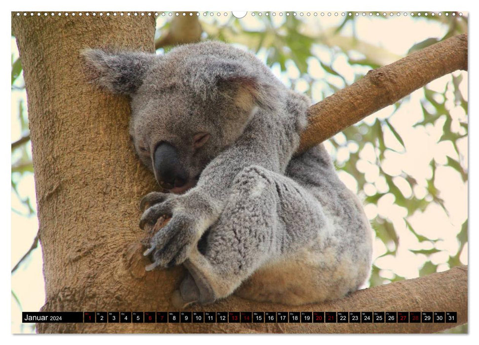 Koala, kangourou et compagnie - Le règne animal sauvage d'Australie (Calendrier mural CALVENDO 2024) 