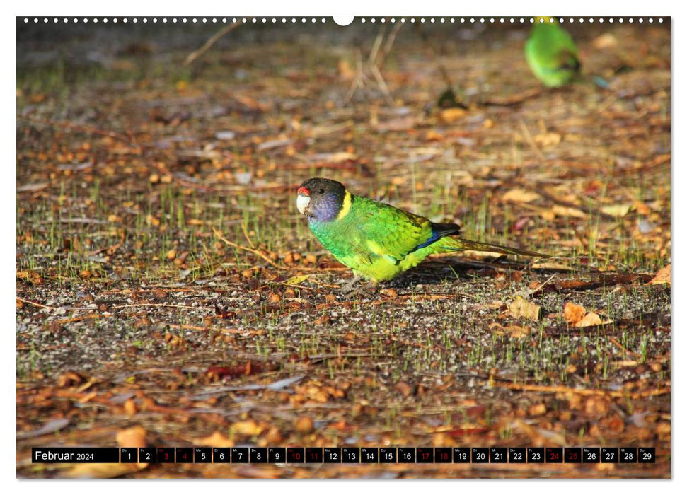 Koala, kangaroo and co. - The wild animal kingdom of Australia (CALVENDO wall calendar 2024) 