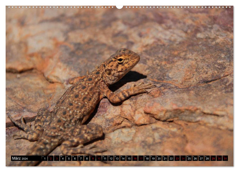 Koala, kangaroo and co. - The wild animal kingdom of Australia (CALVENDO wall calendar 2024) 