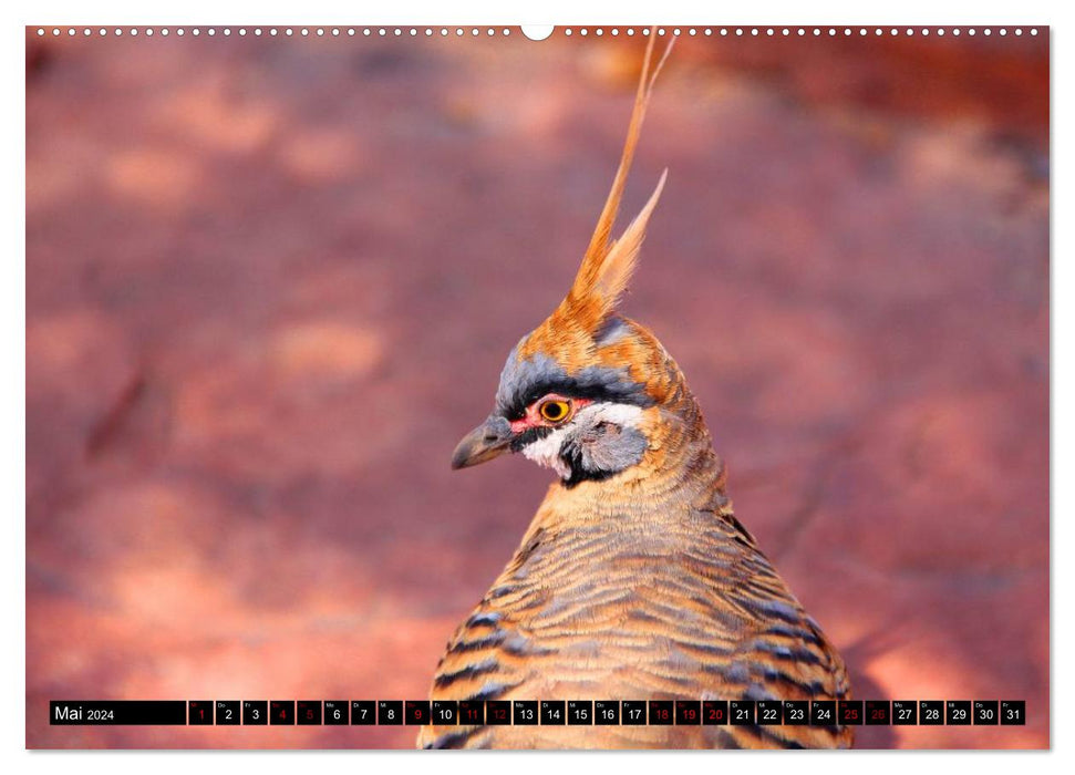 Koala, kangaroo and co. - The wild animal kingdom of Australia (CALVENDO wall calendar 2024) 