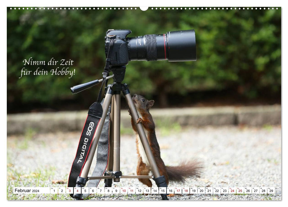 Tips from squirrels to squirrel lovers (CALVENDO Premium Wall Calendar 2024) 