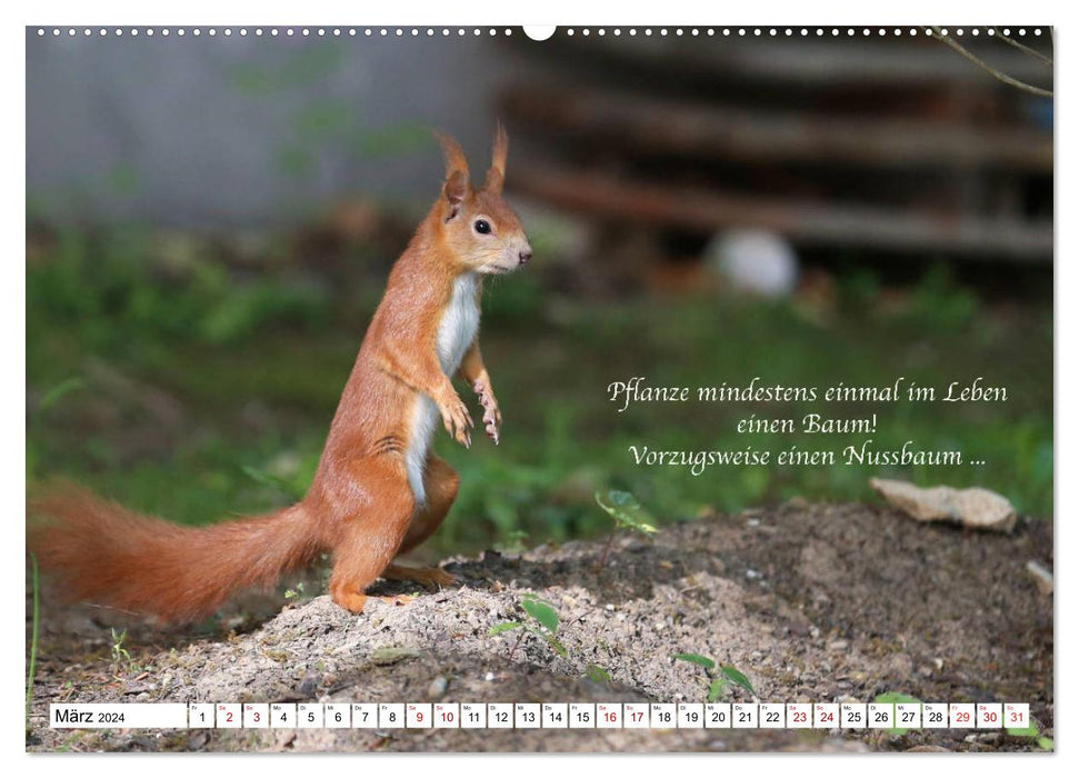 Tips from squirrels to squirrel lovers (CALVENDO Premium Wall Calendar 2024) 