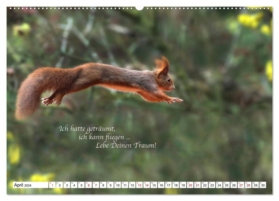 Tips from squirrels to squirrel lovers (CALVENDO Premium Wall Calendar 2024) 