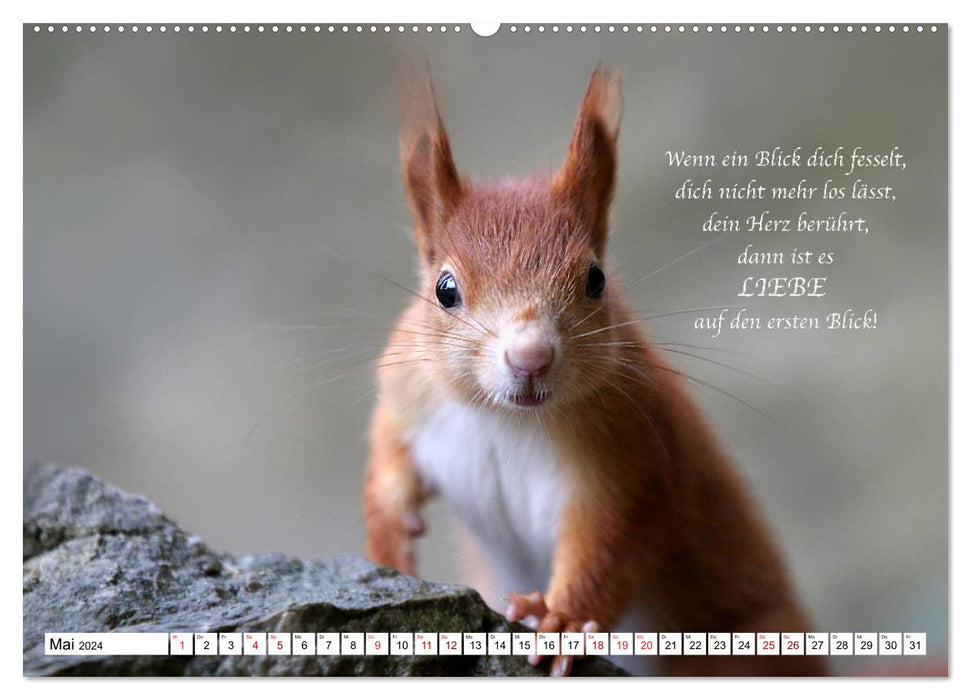 Tipps von Eichhörnchen an Eichhörnchenliebhaber (CALVENDO Premium Wandkalender 2024)