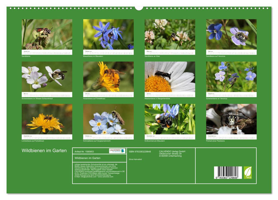 Wildbienen im Garten (CALVENDO Premium Wandkalender 2024)