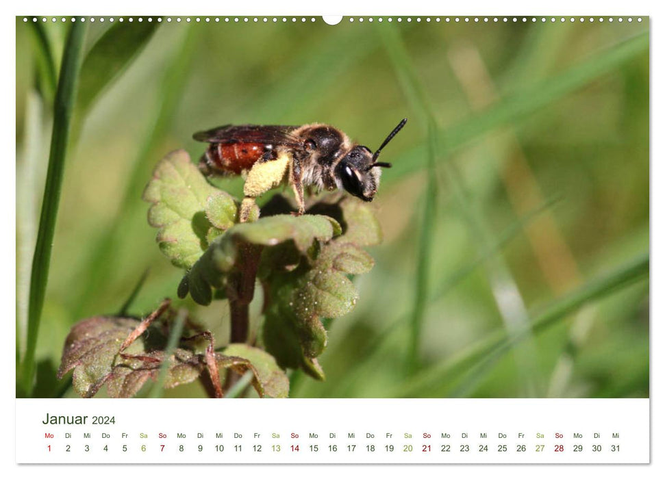 Wildbienen im Garten (CALVENDO Premium Wandkalender 2024)