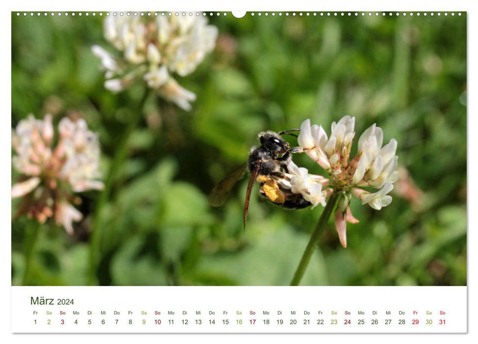 Wildbienen im Garten (CALVENDO Premium Wandkalender 2024)