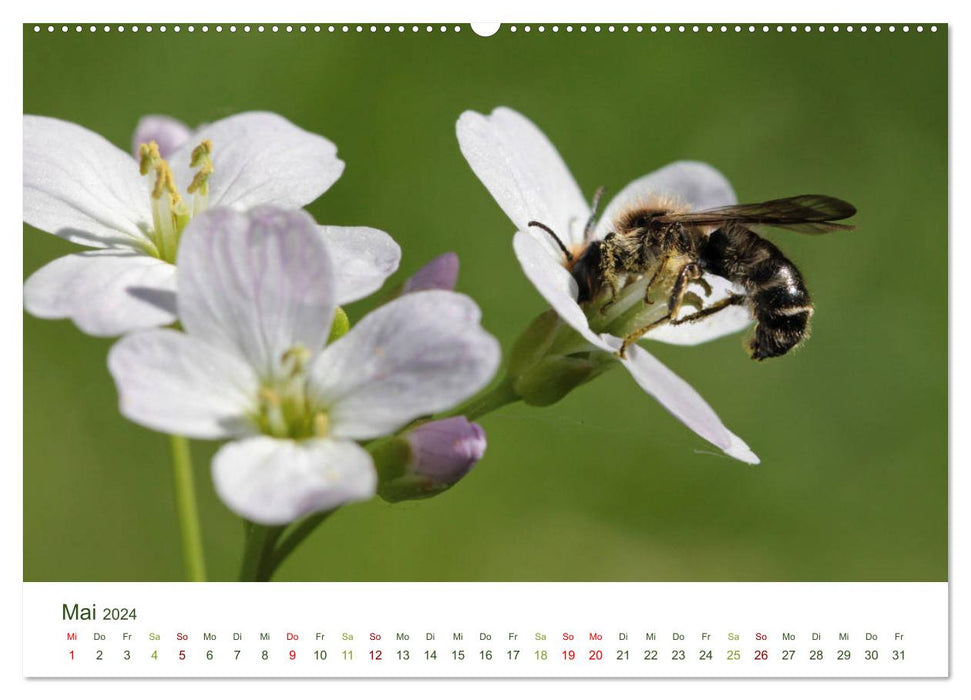 Wildbienen im Garten (CALVENDO Premium Wandkalender 2024)