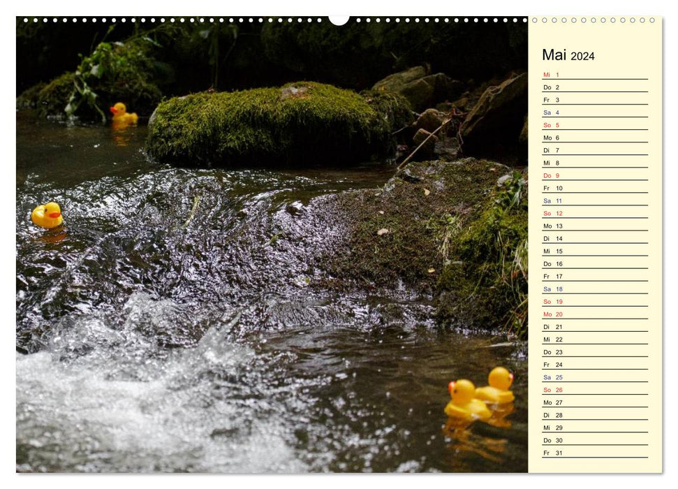 Enten-Rennen (CALVENDO Premium Wandkalender 2024)