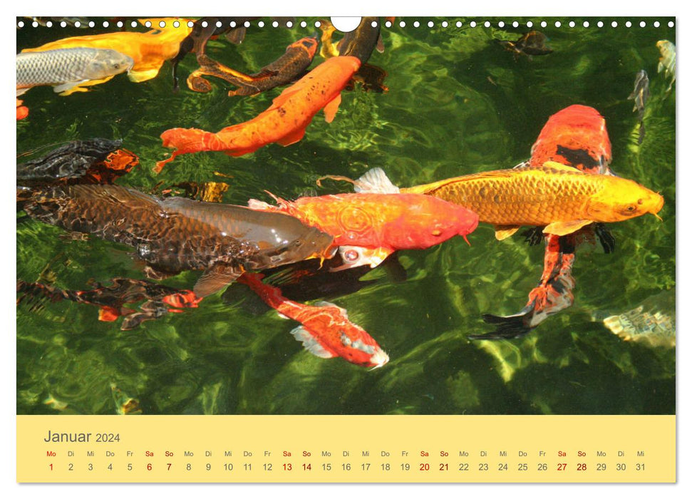 La splendeur du NISHIKIGOI - Carpe Koi (Calendrier mural CALVENDO 2024) 