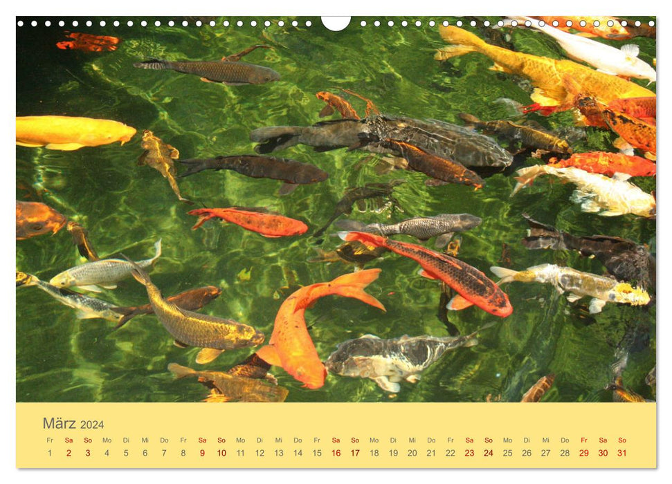 La splendeur du NISHIKIGOI - Carpe Koi (Calendrier mural CALVENDO 2024) 