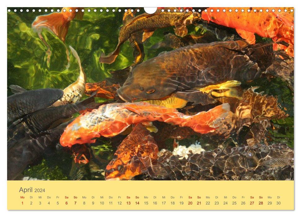 Die Pracht der NISHIKIGOI - Koi Karpfen (CALVENDO Wandkalender 2024)