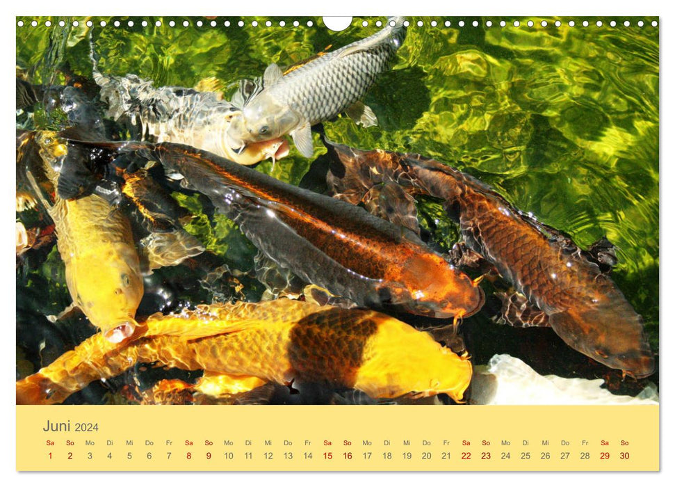 Die Pracht der NISHIKIGOI - Koi Karpfen (CALVENDO Wandkalender 2024)