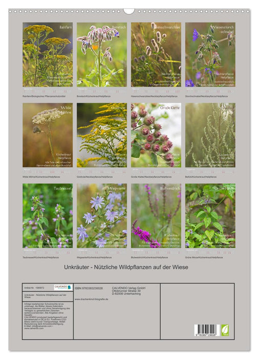 Mauvaises herbes - Plantes sauvages utiles dans la prairie (Calendrier mural CALVENDO 2024) 
