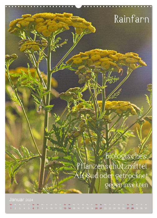 Mauvaises herbes - Plantes sauvages utiles dans la prairie (Calendrier mural CALVENDO 2024) 