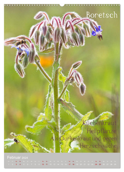 Weeds - Useful wild plants in the meadow (CALVENDO wall calendar 2024) 