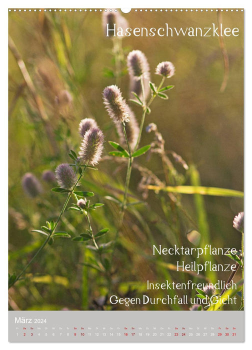 Unkräuter - Nützliche Wildpflanzen auf der Wiese (CALVENDO Wandkalender 2024)