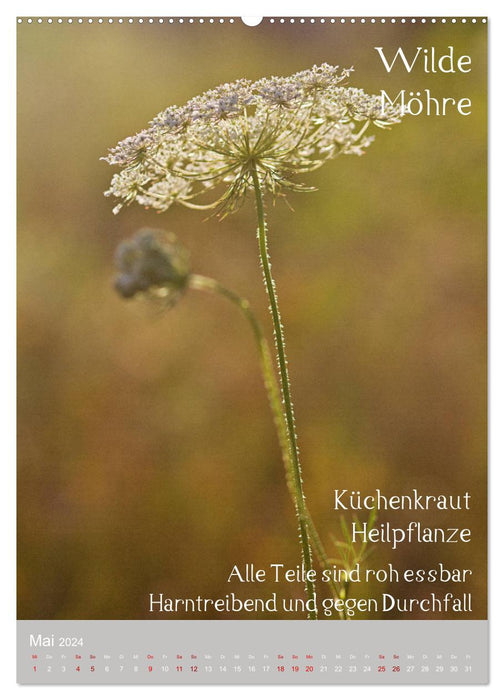 Weeds - Useful wild plants in the meadow (CALVENDO wall calendar 2024) 